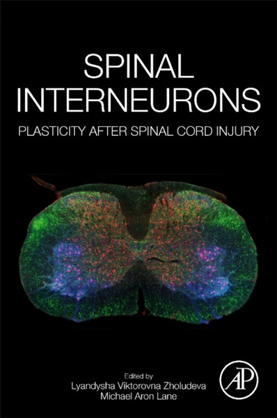 Spinal Interneurons : Plasticity after Spinal Cord Injury