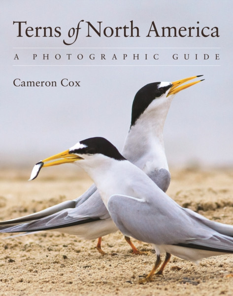 Terns of North America : A Photographic Guide