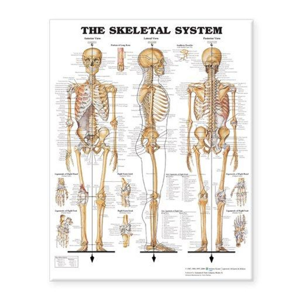 The Skeletal System Giant Chart by Unknown (Author)