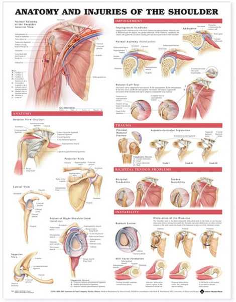 Anatomy and Injuries of the Shoulder Anatomical Chart - 9781587798078