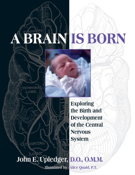 A Brain Is Born: Exploring The Birth And Development Of The Central Nervous System