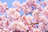 Sakura Giveaway: Celebrate the Majestic Blossoms