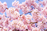 Sakura Giveaway: Celebrate the Majestic Blossoms