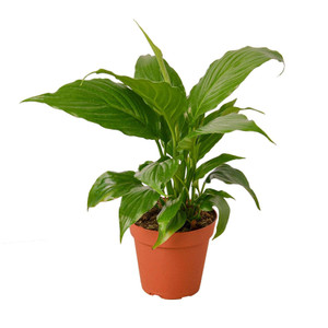 Spathiphyllum 'Peace Lily'-4" Pot D245-4_SPATHIPHYLLUM_GREEN