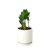 Zamioculcas Zamiifolia ZZ-6" Pot / Nursery Pot D245-6_ZAMIOCULCAS_ZAMIIFOLIA