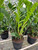 Zamioculcas Zamiifolia ZZ-6" Pot / Nursery Pot D245-6_ZAMIOCULCAS_ZAMIIFOLIA