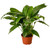 Spathiphyllum 'Peace Lily'-4" Pot D245-4_SPATHIPHYLLUM_GREEN