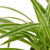 Spider Plant Reverse-8" Pot D245-8_SPIDER_REVERSE