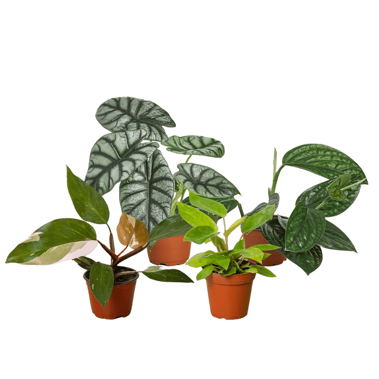 Rare Plant Bundle-4" D245-BUNDLE_RARE.PLANT_4IN