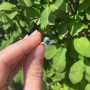 Leland Blue Ring