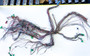 Unsleeved original subaru wiring harness