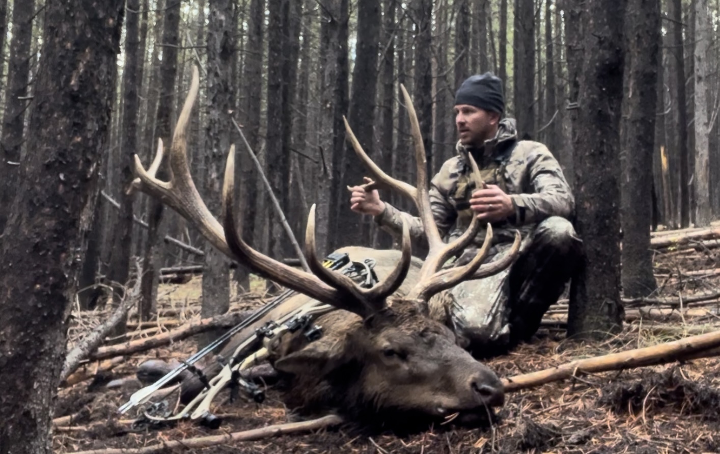 Chad solo bull Chad solo bull