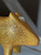 goldschwein mit kopfschmuck  - unikat aus porzellan