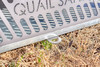 MB RANCH KING - QUAIL SAFE FEEDER