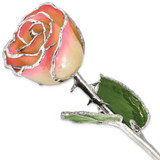 Image of Lacquer Dipped Silver-Tone Trimmed White/Pink Rose
