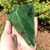 Image of Green Genuine Natural Nephrite Jade Specimen Polar Rough 9oz