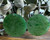 Image of 30mm Genuine Nephrite Jade Round Disc Earrings w/ Sterling Silver Hooks