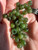 Natural Bag of 10 - 6mm Canadian Nephrite Jade Beads with a large hole