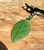 Natural Siberian Nephrite Jade Leaf Pendant, 42mm