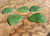 Natural Apple Green Siberian Nephrite Jade Cabochon - 25x25mm sold individually