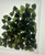 Natural Canadian Nephrite Jade Leaf Lot 100 pieces