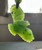 Natural Jade Eagle Pendant - 33mm