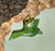 Natural Canadian Jade Goose Charm - 23mm