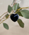 Natural Australian Black Nephrite Jade Heart Pendant, 22mm