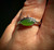 Natural Canadian Nephrite Jade and Silver Eye Ring sizes 5-10 2 bands