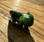 Natural Canadian Nephrite Jade Axolotl Figurine, 1.5"