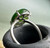 Natural Jade Oval Ring 10x14mm Sterling Silver Prong Setting