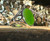 Natural Jade Oval Ring 12x16mm Sterling Silver