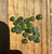 Natural 20pcs 7mm Round Nephrite Jade Cabochons - sold as a lot