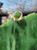 Natural Silver Nephrite Jade Ring - #244S