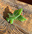 Natural Canadian Nephrite Jade Eagle Brooch - 40mm