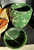 Natural Nephrite Jade BURIAL URN - ONE OF A KIND