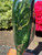 Natural 18lbs 6oz Polished Canadian Nephrite Jade Specimen 4"