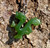 Natural Nephrite Jade Dragon Walking Charm 18mm
