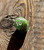 Natural Nephrite Jade Die - D 00-90