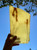 Natural Nephrite Jade Slab, 9.25"