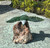 Natural Jade 4" Eagle on Petrified Wood Base Figurine