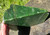 Natural Polar Jade Rough. -8lbs 6oz