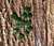 Natural Nephrite Jade Cabochon Round - 15mm
