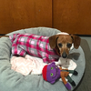 Dachshund Rose Plaid Indoor/Outdoor Bodysuit