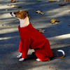 Italian Greyhound Red Fleece Bodysuit