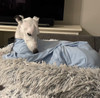 Whippet Light Blue Romper