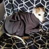 Italian Greyhound Forge Grey Indoor/Outdoor Bodysuit Italian Greyhound Forge Grey Indoor/Outdoor Bodysuit