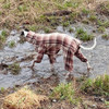 Whippet Latte Plaid Indoor/Outdoor Bodysuit
