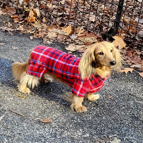Dachshund Red Plaid Indoor/Outdoor Bodysuit