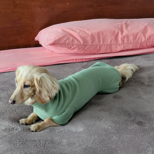 Dachshund Sage Jammie Dachshund Sage Jammie